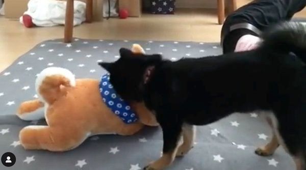 ぬいぐるみを振り回す豆柴