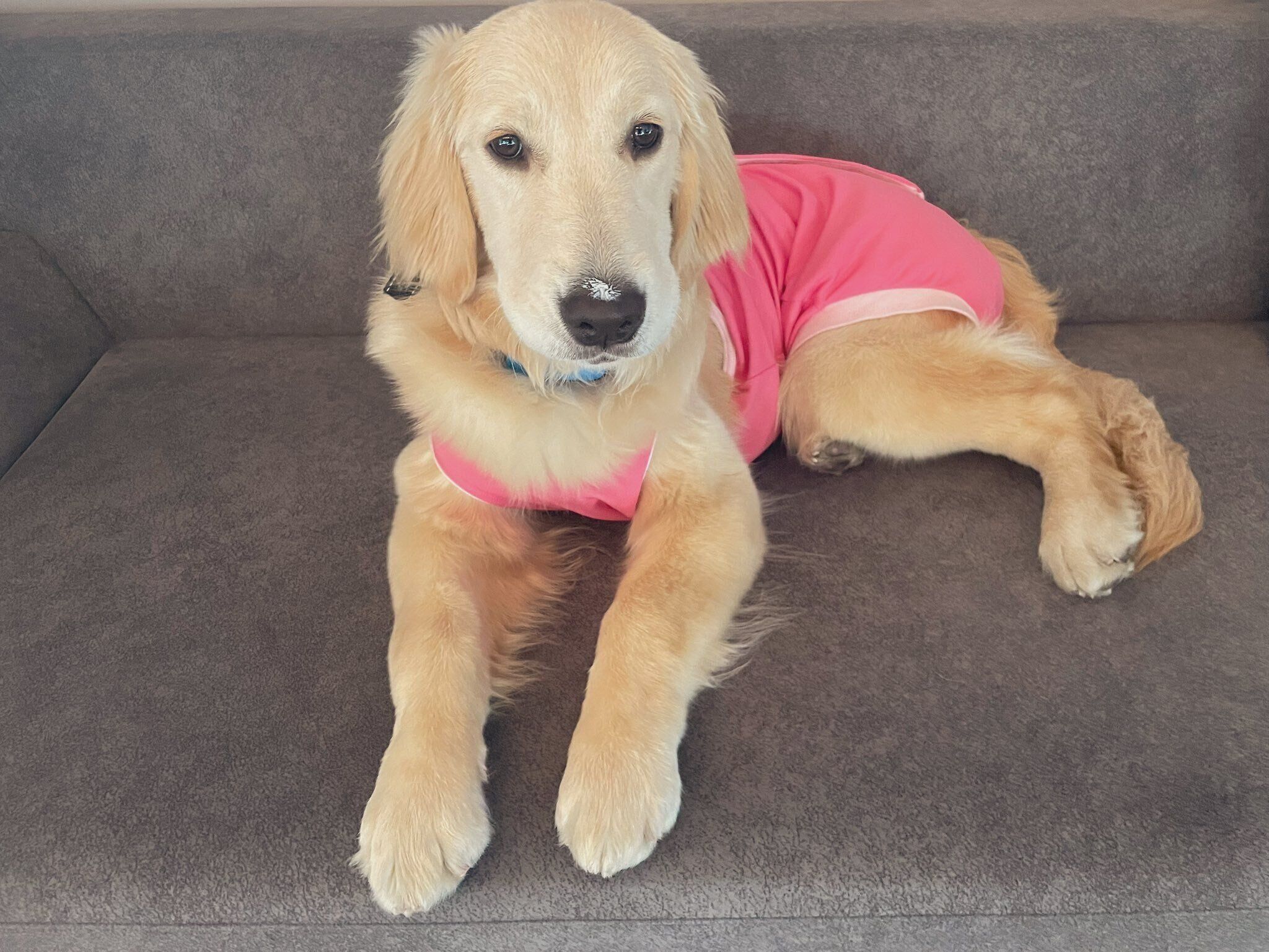 鼻にヨーグルトをつけるロキちゃん