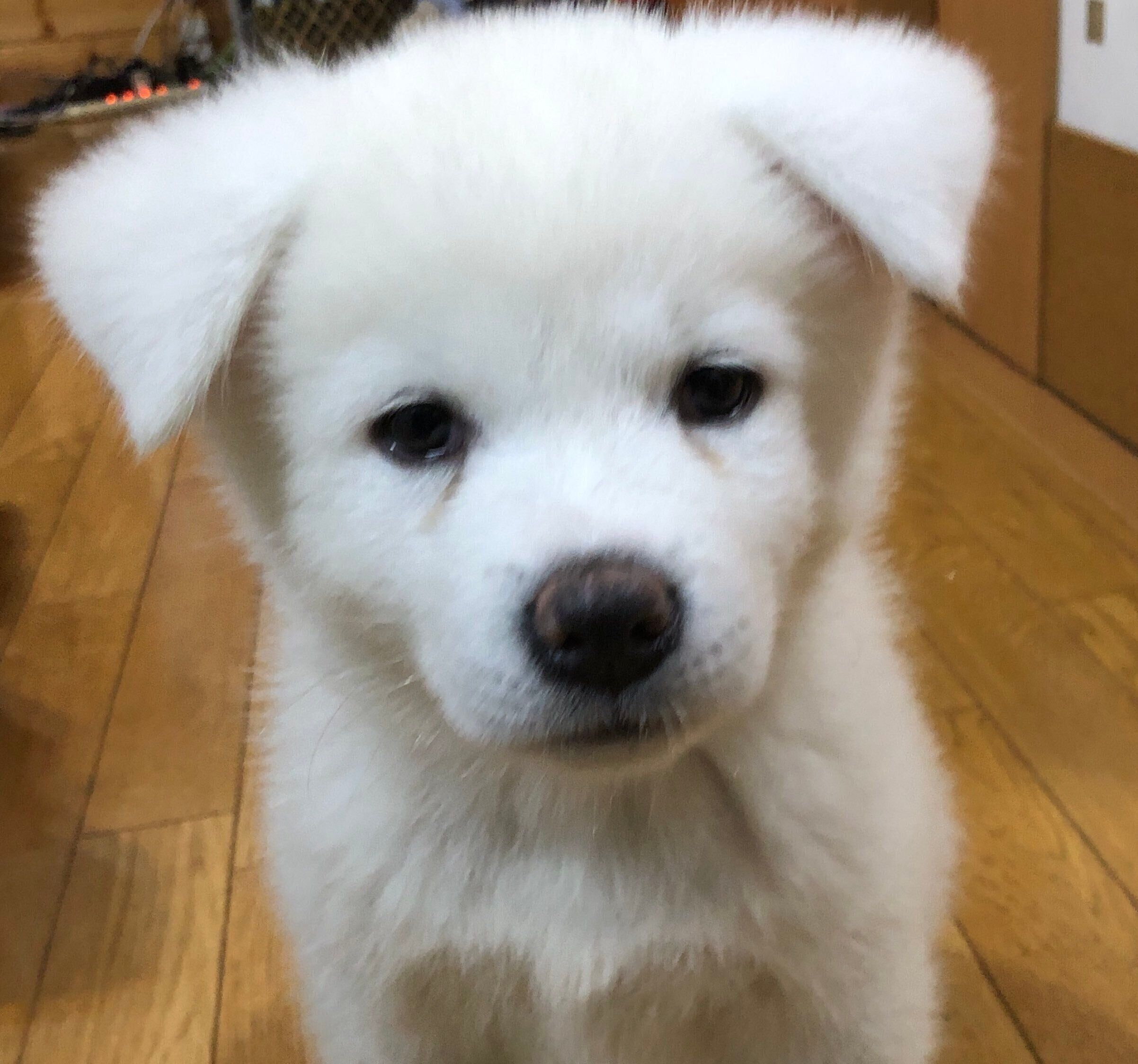 生後約2カ月のころに撮影した海くん