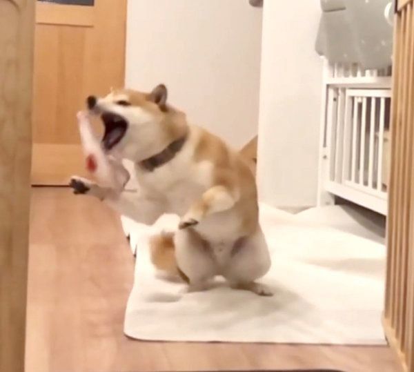 おもちゃをキャッチし損ねたこてつくん