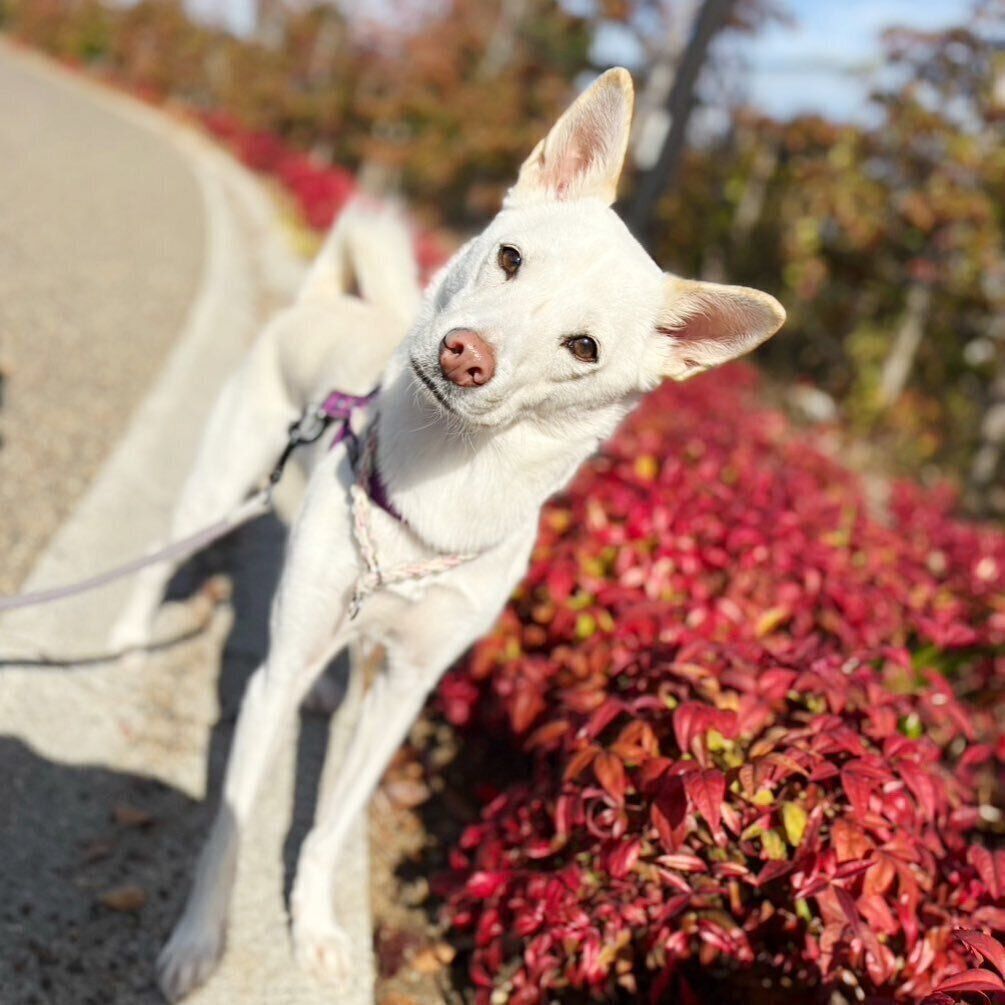 首をかしげるハルちゃん