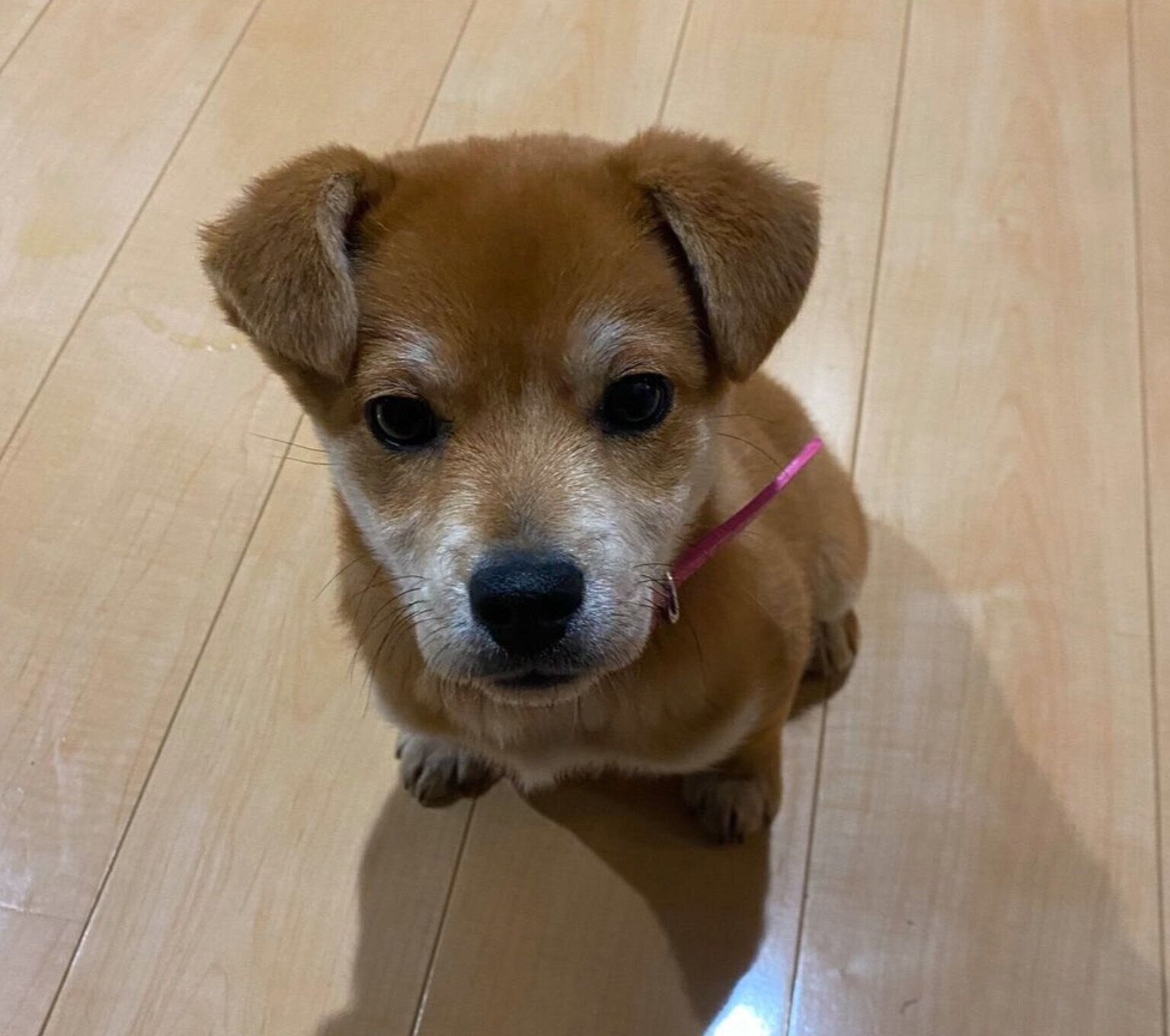 お迎えしたばかりのころのむぎちゃん