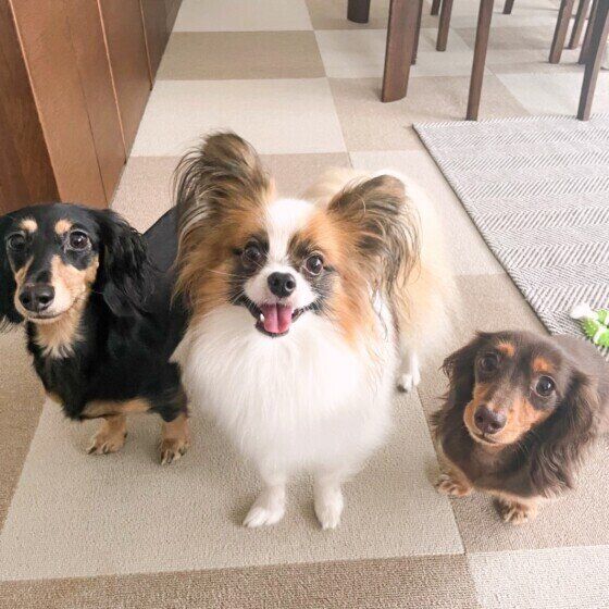 冬に多くなる犬の膀胱炎、早期に気がつくポイント いぬのきもち