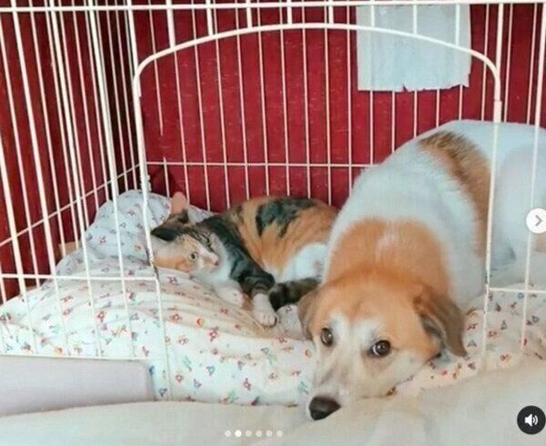 ひとつのケージをめぐり微笑ましいやりとりを見せるコロちゃん、チコちゃん