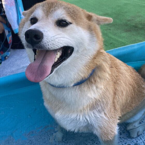 犬に氷を与えても平気？ 与える際の注意点を獣医師に聞いてみた いぬのきもち