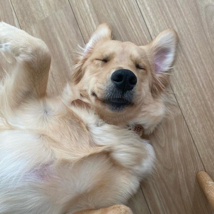ぐっすり眠るこめちゃん