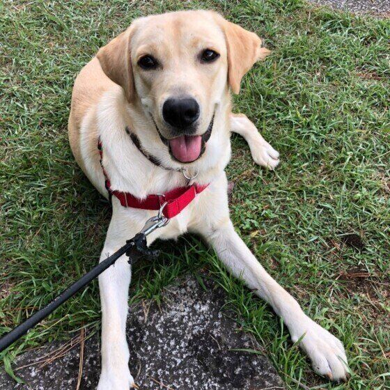 ラブラドール・レトリーバー