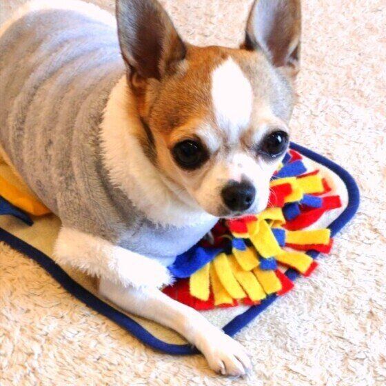 シニア犬の筋力をできるだけ維持する方法は？ いぬのきもち