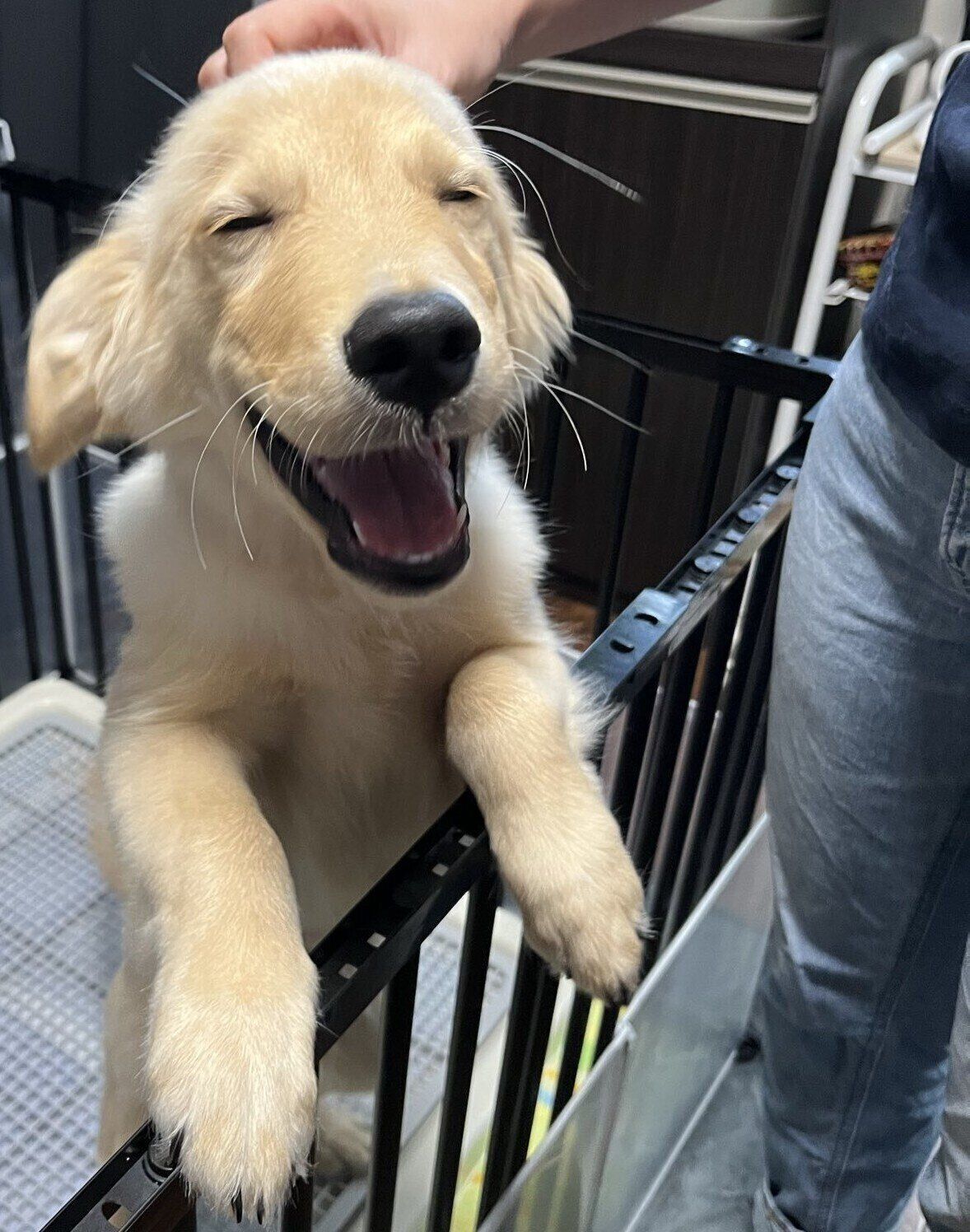 ニコニコ“笑顔”がかわいすぎる子犬時代のはな丸くん