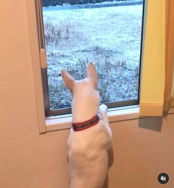 雪を見るすずちゃん