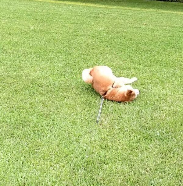 すりすりする福来くん