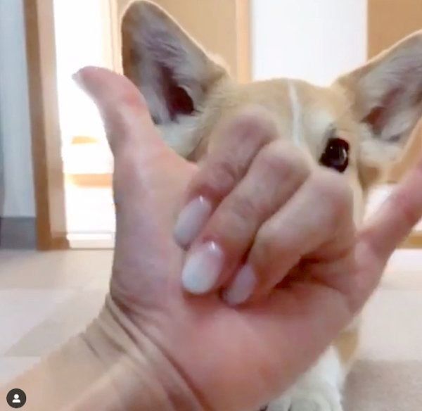 芸達者なコーギー