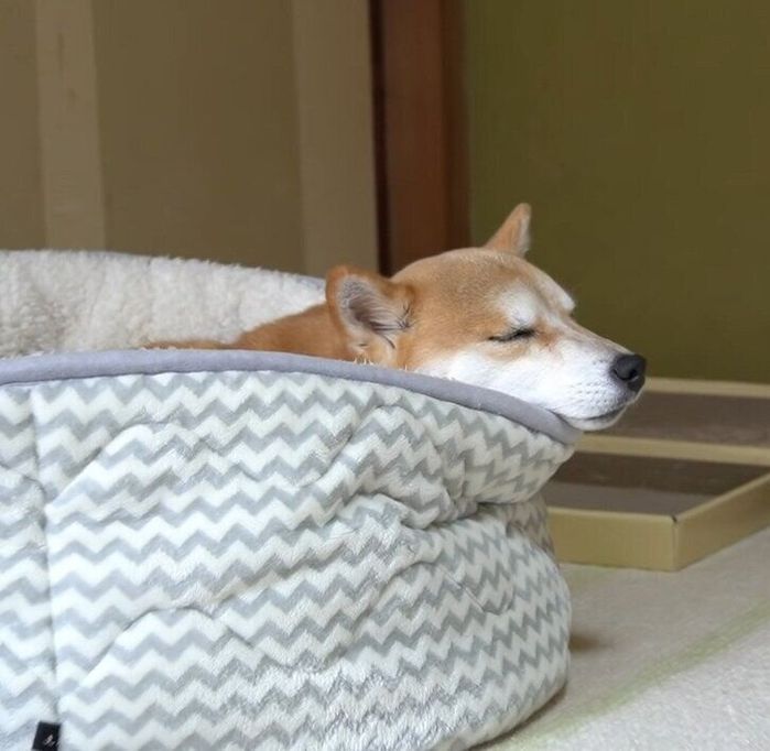 柴犬 ハナちゃん