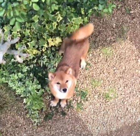 見上げる柴犬