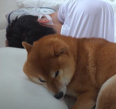 パパに添い寝するハチくん