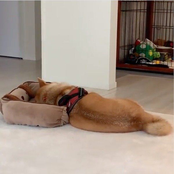 ふてくされる柴犬