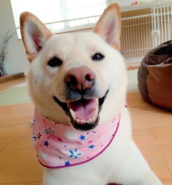 笑顔が可愛いしろ子ちゃん