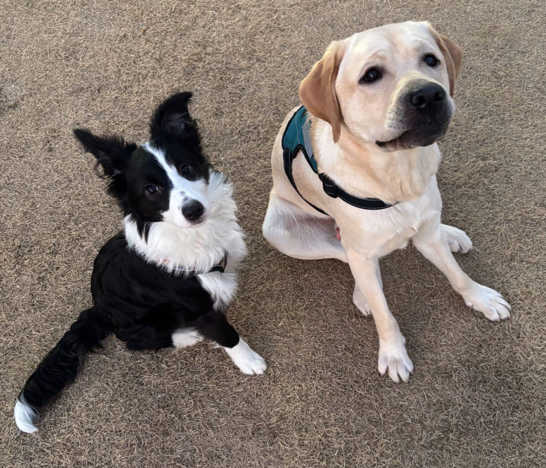ノアくんと妹犬・ルナちゃん