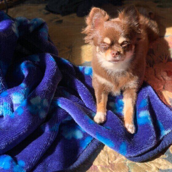 犬が目を細めるのはどうして お地蔵さん のようになる犬も 獣医師に聞いてみた いぬのきもちweb Magazine