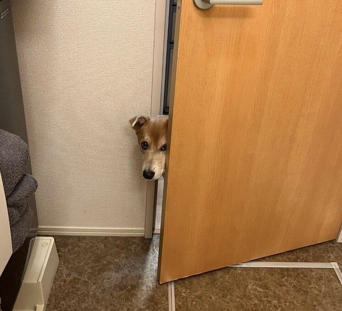 歯磨き中の飼い主さんを監視するあさぎちゃん