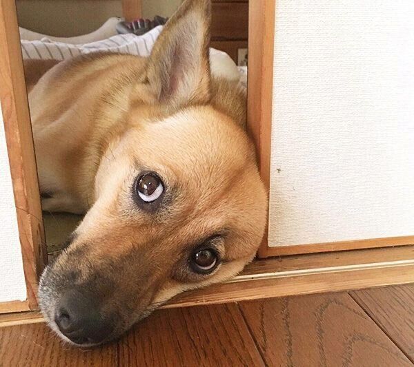 会話に入ろうとするこむぎちゃん