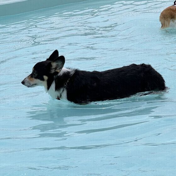 ウェルシュ・コーギー・ペンブロークのたびちゃん
