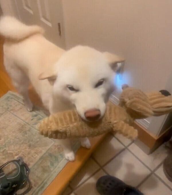 帰宅した飼い主さんを出迎える福助くん