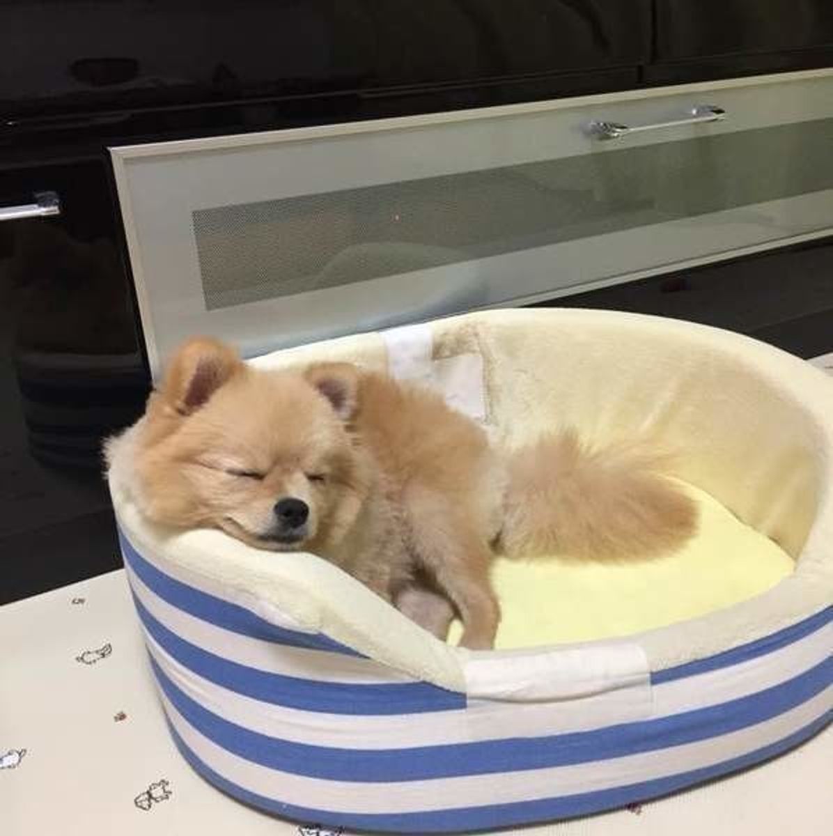 キャラメルみたい おいしそうな茶色のワンちゃん大集合 いぬのきもちweb Magazine キャラメルみたい おいしそうな茶色のワンちゃん大集合 いぬのきもちweb Magazine