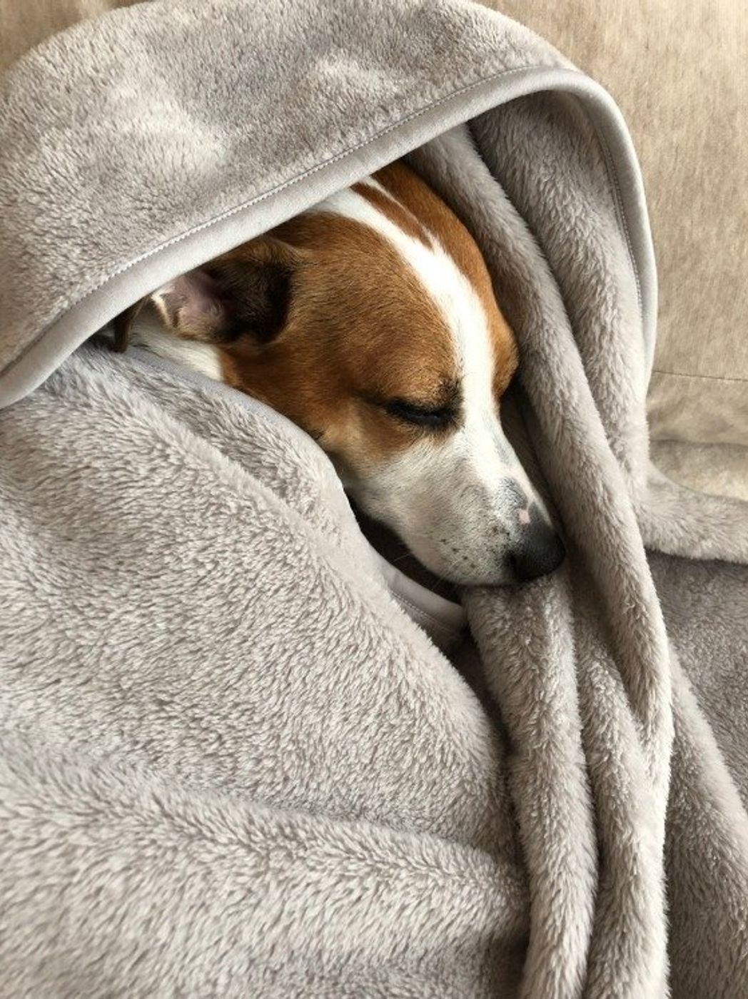 寒 い冬の留守番を快適に 犬に安全な留守番中の防寒グッズ 注意点 いぬのきもちweb Magazine 寒 い冬の留守番を快適に 犬に安全な留守番中の防寒グッズ 注意点 いぬのきもちweb Magazine