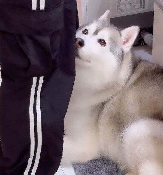 娘さんを見つめるアリスちゃん