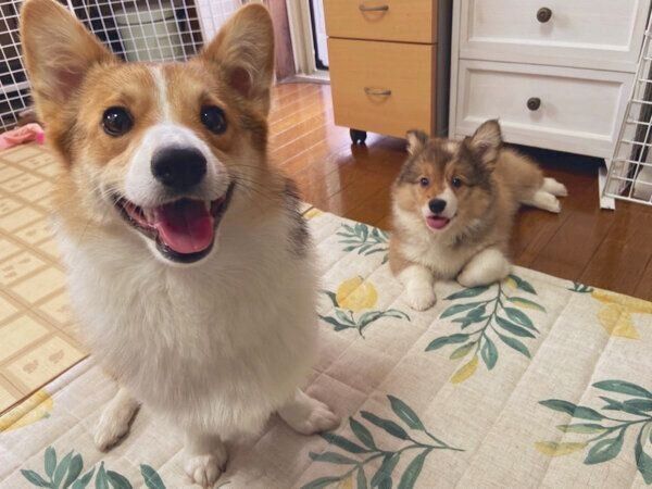 帰宅した飼い主さんを歓迎するせこむちゃん、うりちゃん