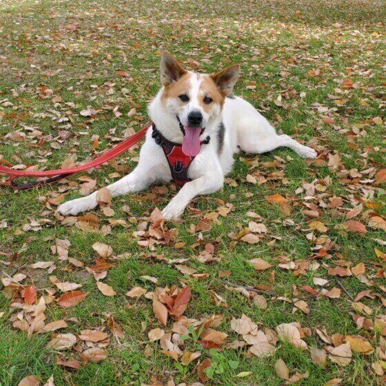 Mix中型犬のととろくん