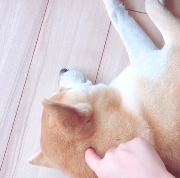 くつろぐHaluくん