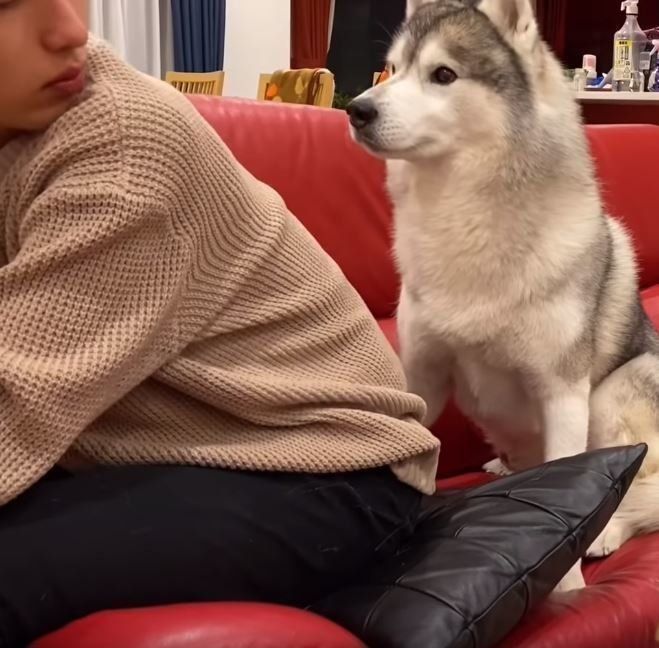 さり気なくソファに座るシベリアン・ハスキー