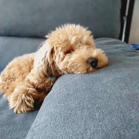 くつろぐトイ・プードル