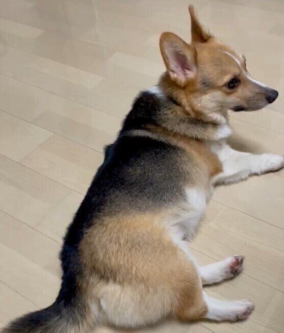 @corgi_kawaiina