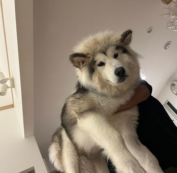 生後7カ月になったフブキくん