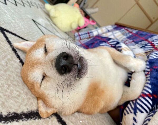 こたつで寝るこたろうくん