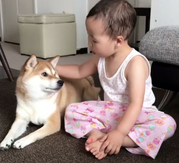 お誕生日をお祝いされる柴犬