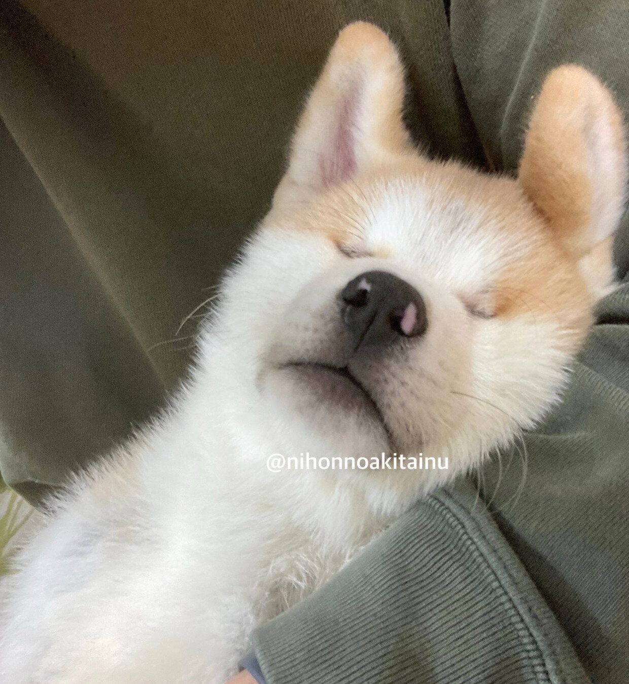 お父さんの膝の上で眠るムクくん