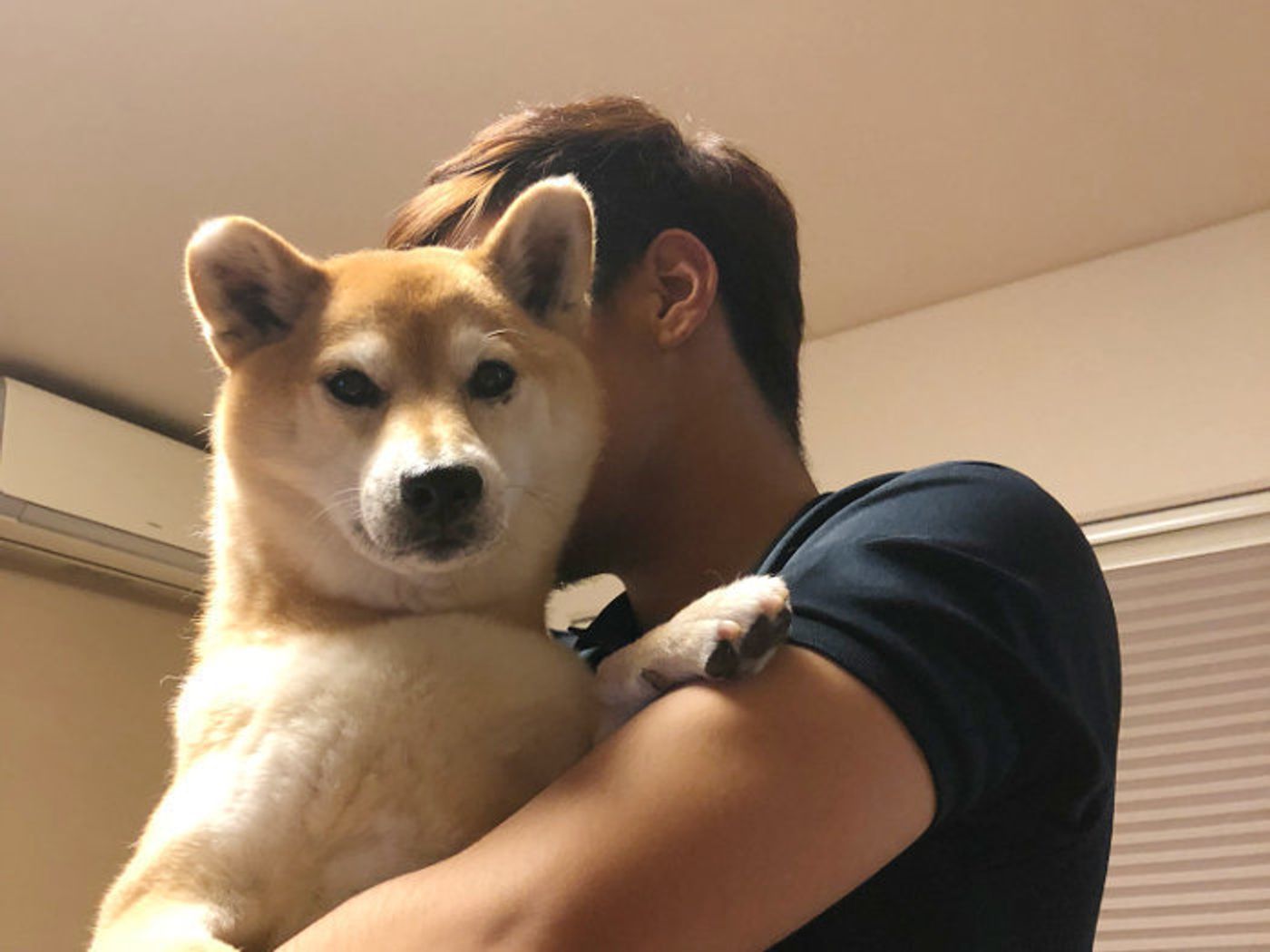 柴犬マロたん 尾てい骨にヒビが入ったママを困らせてみた いぬのきもちweb Magazine 柴犬マロたん 尾てい骨にヒビが入ったママを困らせてみた いぬのきもちweb Magazine