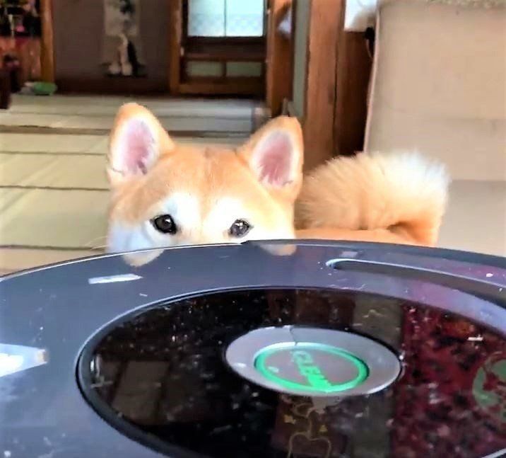 ルンバ　柴犬もも