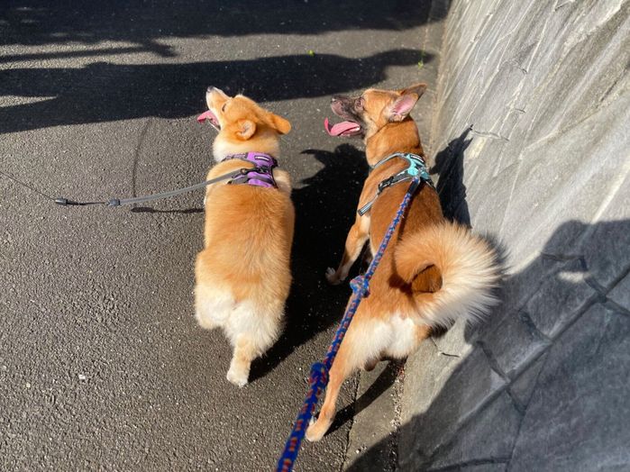 2頭並んで散歩をする様子