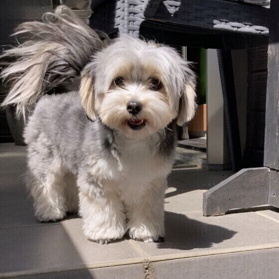 犬が興奮しているしぐさと犬を落ち着かせる方法 犬はどんなときに興奮しやすい？ いぬのきもち