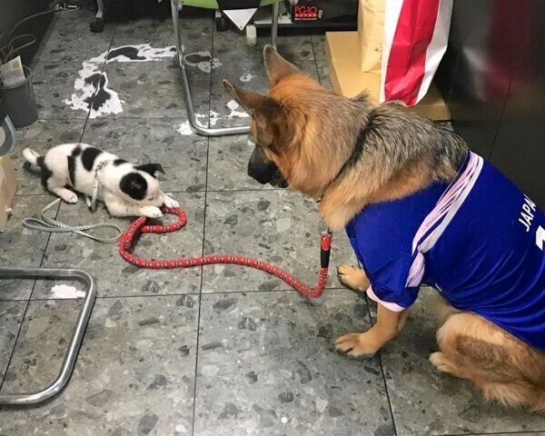 スヌーピーちゃんとバトンちゃん