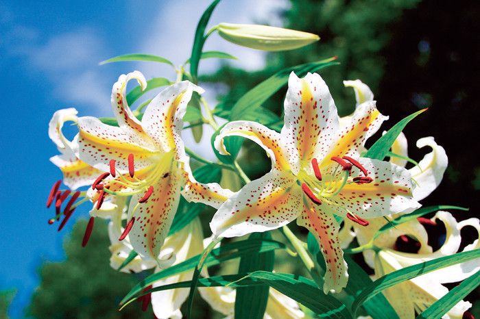 国営武蔵丘陵森林公園　埼玉