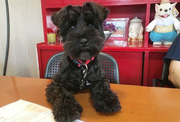 見つめるミニチュア・シュナウザー