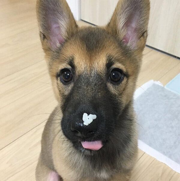 鼻にごはん粒をつける、いのちゃん