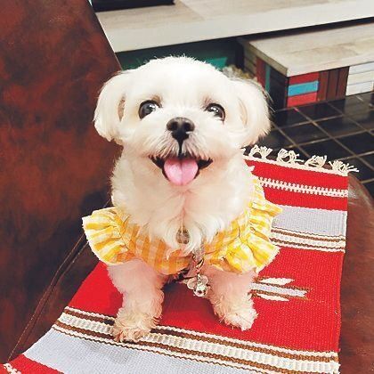 被災時、推定３才だったシェリィちゃん（メス／マルチーズ）