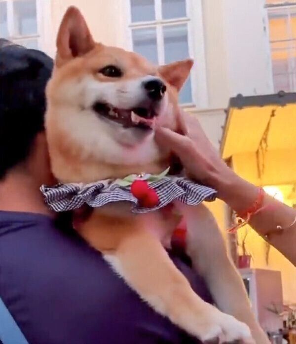 ナデナデしてもらうももっぷちゃん